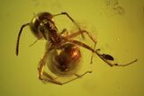 Detailed Fossil Flies, Ant & Spider In Baltic Amber #87248-1